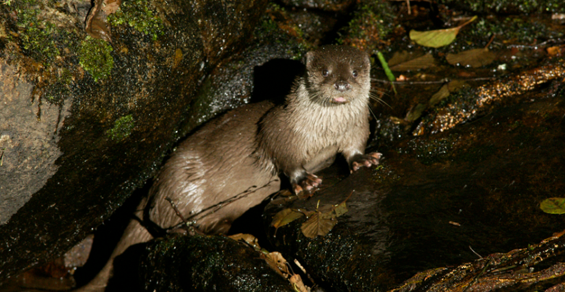 Soirée Ligérienne : La Loutre d'Europe