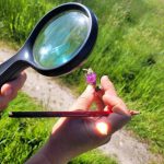 Formation : Les plantes sauvages comestibles 12 & 13 mai 2026