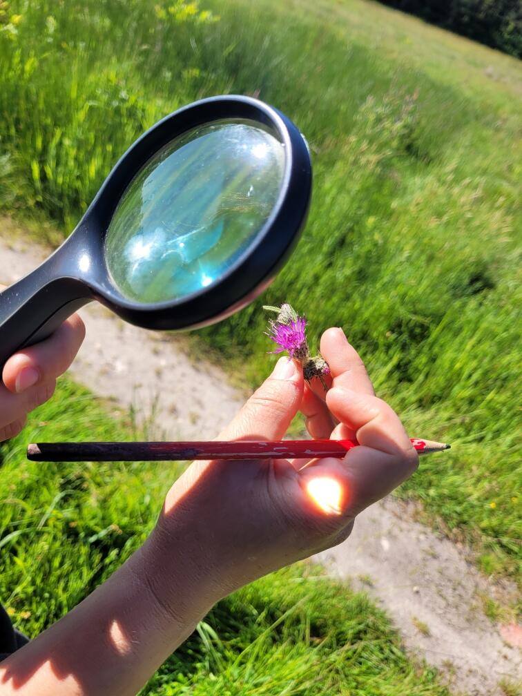 Les plantes sauvages comestibles 12 & 13 mai 2026