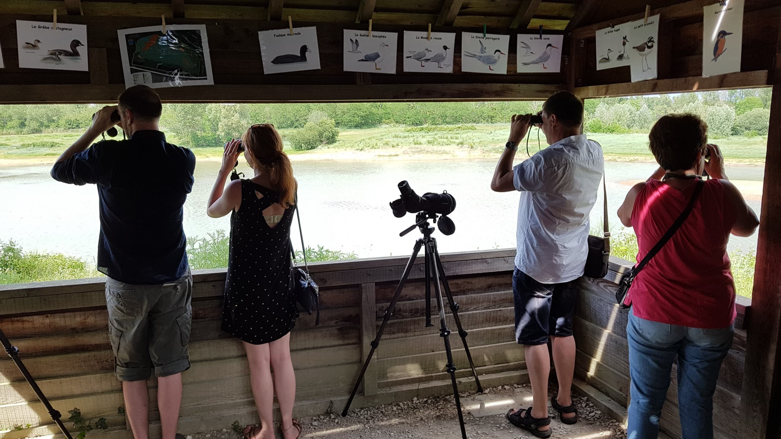 Découverte des oiseaux des zones humides