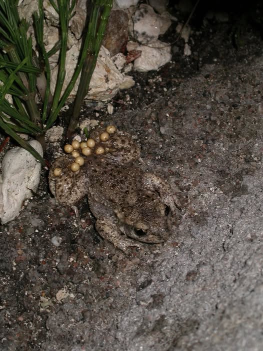 La Maison de La Loire d&rsquo;Indre-et-Loire mobilisée pour le sauvetage de 2 375 amphibiens